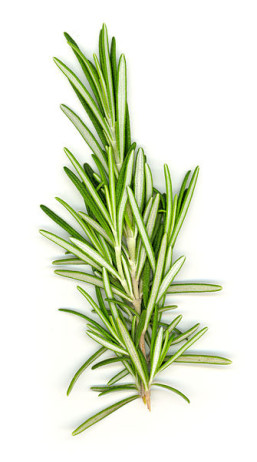 Popular cooking herbs oregano and rosemary (shown here) may sometime help diabetics (Wikimedia Commons)