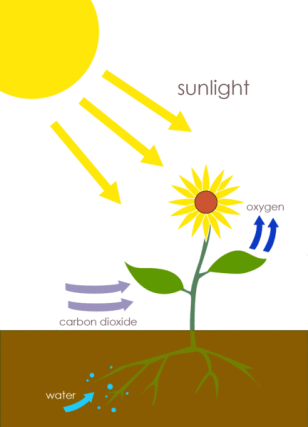 Schematic of photosynthesis (At09kg via Wikimedia Commons)