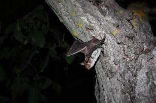 Greater mouse-eared bat, Myotis myotis, from Bulgaria (Stefan Greif)