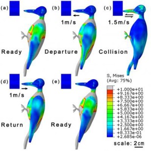 This is a schematic of the pecking process of a woodpecker (a) and (e) are moments of readiness to peck; (b) and (d) are the moments of departure and return, respectively; (c) is the moment of collision; arrows on the beaks show velocity direction. (©Science China Press)