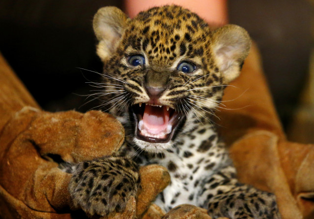 A female Sri Lankan baby leopard, born July 1, 2014 in a zoo located in Maubeuge, France was shown to the public on August 12, 2014. The International Union for Conservation of Nature currently has the Sri Lankan leopard listed as an endangered animal species. (Reuters)