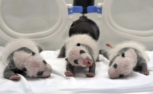 Here’s our weekly “aww isn’t that cute” photo. These are newborn giant panda triplets inside an incubator at the Chimelong Safari Park in Guangzhou, Guangdong province, on August 17, 2014.  The giant panda Juxiao is mother of this trio of cubs.  The triplets were born with the help of artificial insemination procedures. (Reuters)