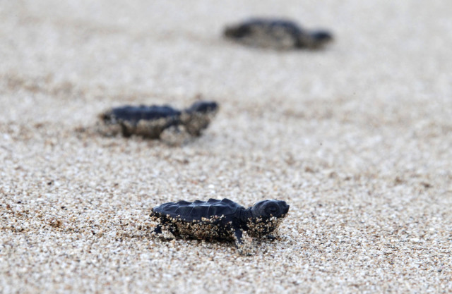 Baby sea turtles crawl to the sea after they were released near Tyre, Lebanon on August 28, 2014 by members of the Orange House conservation project.   The Orange House Project’s mission is to protect and conserve sea turtles in South Lebanon. (Reuters) 