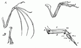 A graphic from 1885-1886 that illustrates evolution of limbs into wings (Wikimedia Commons)