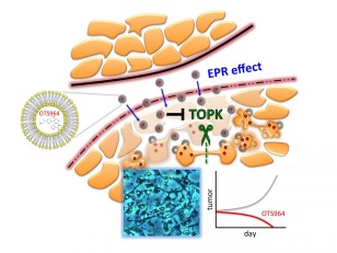 Illustration depicting liposomal OTS964 entering cancer cells where it blocks the enzyme TOPK, preventing the final stage of cell division. (Jae-Hyun Park D.V.M., Ph.D., Research Associate/Assistant Professor, Section of Hematology/Oncology, The University of Chicago)