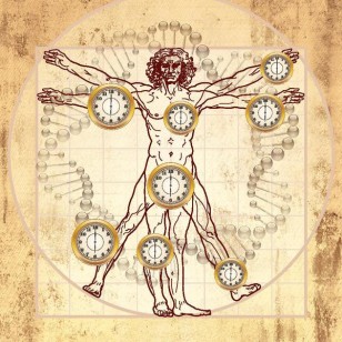 This figure overlays aging clocks on the Vitruvian man created by Leonardo da Vinci circa 1490. This diagram illustrates the epigenetic clock (also known as biological aging clock), which can be used to measure the age of different parts of the human body. (Steve Horvath via Wikimedia Commons)