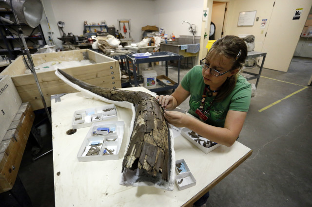 Paleontology student Hillary McLean is seen here, on November 25, 2014, piecing together the tusk of an ancient mastodon.  The fossil was part of an extensive discovery unearthed from Snowmass, Colorado. The discovery of ancient bones is providing an intriguing glimpse into what happened some 120,000 years ago when the Earth was as warm as it is today. (AP)