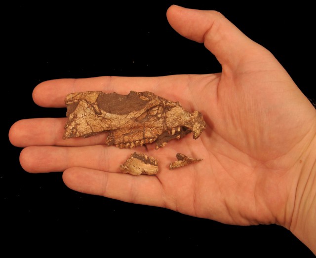 A scientist holds the fossil skull of an Aquilops americanus which is believed to be the oldest known horned dinosaur species from North America. Scientists announced the discovery of this ancient fossil at press conference that was held on 12/10/14. (Reuters/Andrew A. Farke)