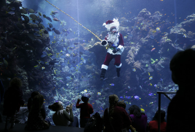 Ho ho ho!  Diver Mark Lane, who was dressed as Scuba Santa Claus, delights children on 12/17/14 as he makes his first dive of the holiday season in the 802,507 liter Philippine Coral Reef tank at the California Academy of Sciences in San Francisco. (AP)