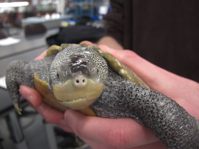 A student at the Marine Academy of Technology and Environmental Science, located in Manahawkin, NJ holds an adult diamondback terrapin turtle on 12/16/14. The students, who study and take care of the turtles at the school recently, mounted a successful campaign to get New Jersey state lawmakers to introduce a bill that would make it illegal to catch or take the turtles from the wild. (AP)