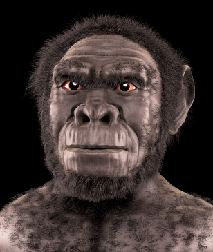 Homo habilis shown in this forensic facial reconstruction were among the early hominins to devise and use primative stone tools. (Cicero Moraes/Wikimedia Commons)