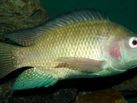 Scientists believe that the popular food fish Tilapia could produce an ideal dressing to treat wounds. (Bjørn Christian Tørrissen/Wikipedia Commons)