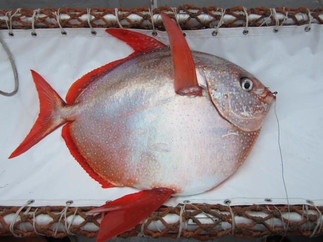 NOAA Fisheries announced on 5/15/15 that they found the first fully warm-blooded fish.  NOAA Fisheries scientists said that the opah or moonfish (seen here) is the first fully warm-blooded fish much like mammals and birds.  (NOAA Fisheries/Southwest Fisheries Science Center)