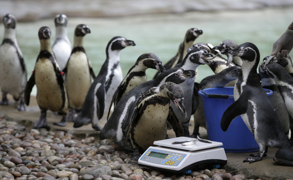 With the promise of a nice lunch of anchovies, Humboldt Penguins are led to the weighing scales at London Zoo on 8/26/15.  The Zoo held its annual weigh-in where the vital statistics of animals were taken in an aid for keepers to detect pregnancies and check the animal’s general wellbeing. (AP)