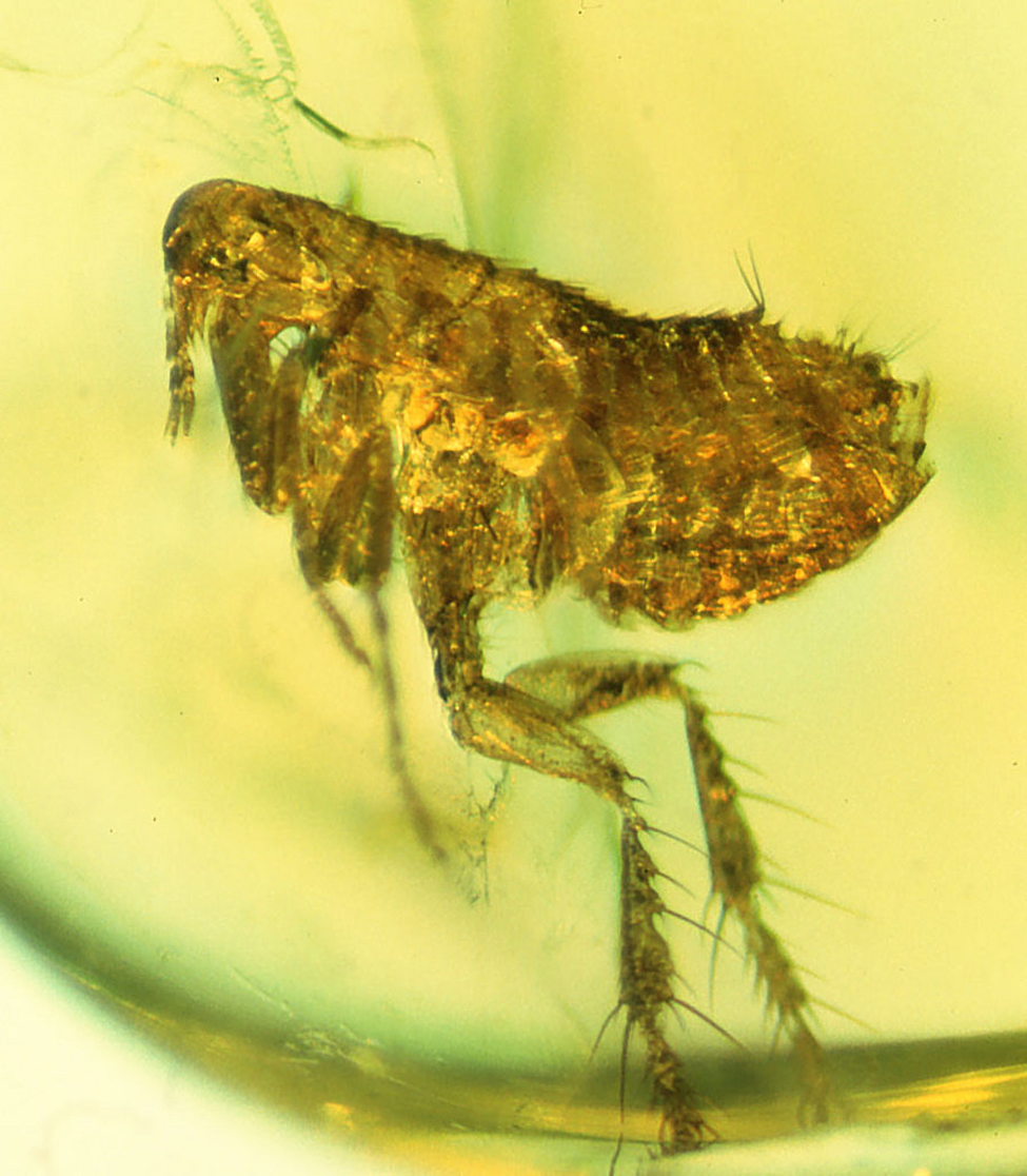 Scientists from Oregon State University announced on 9/28/15 that this flea preserved about 20 million years ago in amber may carry evidence of an ancient strain of the bubonic plague. (George Poinar, Jr/Oregon State University)