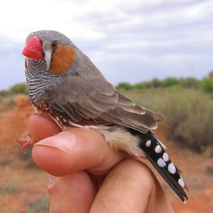 Male Zebra Finch (PookieFugglestein/Wikimedia Commons)