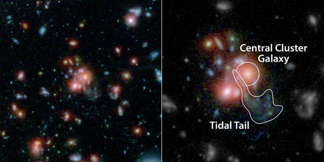 Hubble/Spitzer images of SpARCS1049+56 galaxy cluster. Right panel highlights the larger central galaxy and the remains of the smaller galaxy called the tidal tail.NASA's Hubble and Spitzer space telescopes. (NASA/ESA/STScI/JPL-Caltech/McGill)