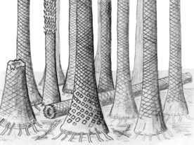 Reconstructed drawing of fossil forest in Svalbard (Cardiff University)
