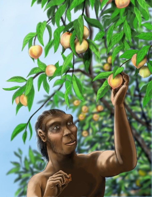 Homo erectus, a long-extinct hominid species, may have enjoyed peaches much like those we eat today. (Rebecca Wilf)