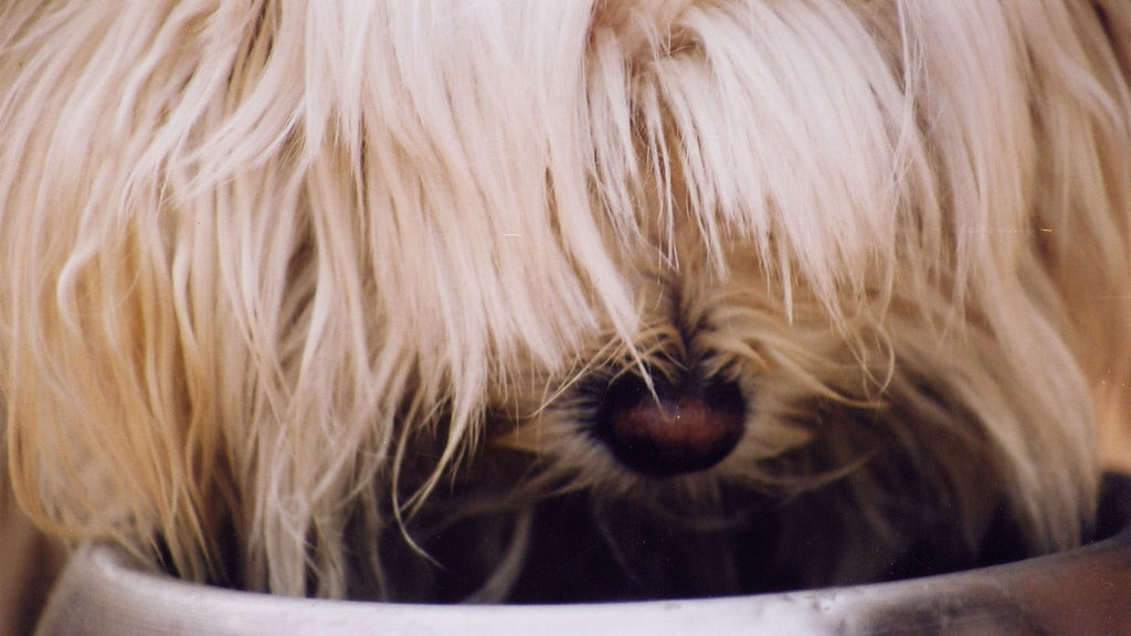 Dog drinking water (Natalla Lobato/Creative Commons)