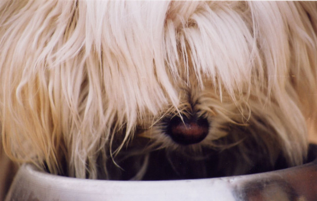 Dog drinking water (Natalla Lobato/Creative Commons)