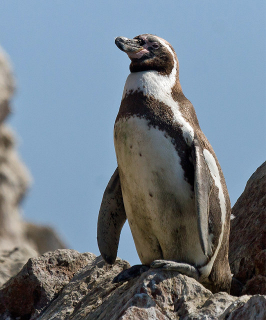 The Humboldt Penguin photographed in Islas Ballestas, Peru. (Adam Kumiszcza/Wikimedia Commons)