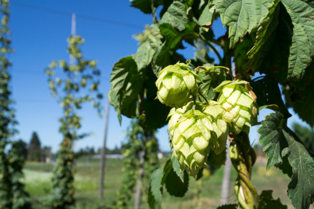 Hops on the Vine in Oregon (Visitor7 via Wikimedia Commons)