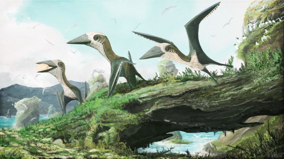 In this artist impression, the small, flying reptiles known as azhdarchoid pterosaurs are not surrounded not by other pterosaurs, but by birds. Some researchers have argued that pterosaurs were ecologically replaced by birds by the Late Cretaceous epoch. However, the discovery of small-bodied pterosaur remains from British Columbia, announced 8/30/16, shows that at least some smaller flying reptiles lived alongside ancient birds. (Dr. Mark Witton)