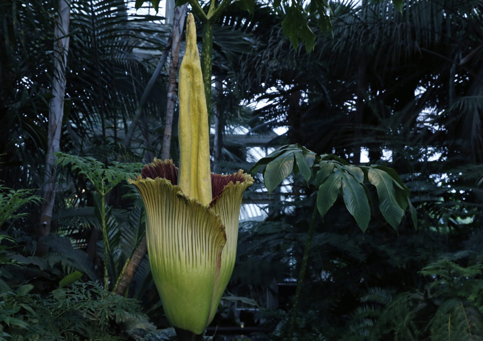 An Amorphophallus titanium, known commonly as the corpse flower begins to bloom on 7/28/16 at the New York Botanical Garden in New York. This rare plant’s scent, released during a 24–36-hour peak, is said to smell like rotting flesh. It is the first time since 1939 that the New York Botanical Garden displayed the stinky plant as it bloomed. (AP)