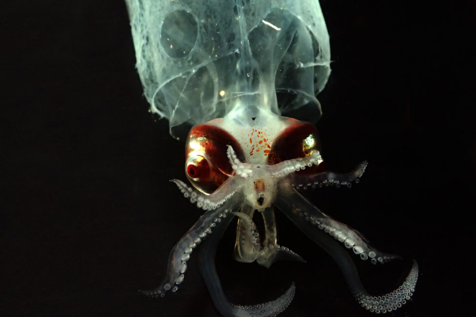 A glass squid that was found off the coast of Hawaii's Big Island is shown in this 9/16 photo provided by the National Oceanic and Atmospheric Administration. Federal researchers just returned from an expedition to study the biodiversity and mechanisms of an unusually rich deep-sea ecosystem off the coast of Hawaii. (NOAA via AP)