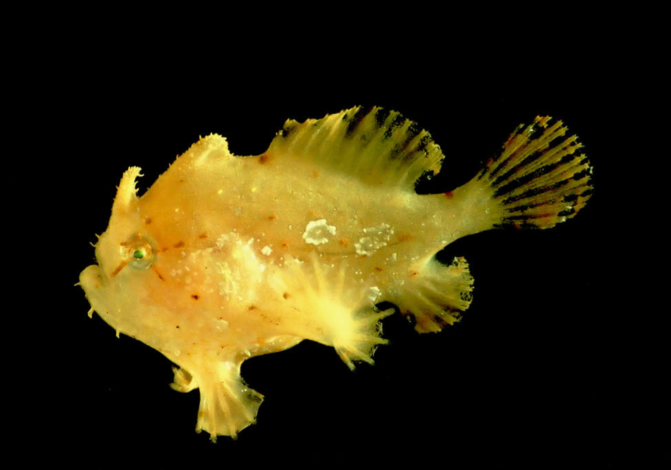 Here’s another photo, taken in September 2016, of another odd sea creature found by researchers during a recent expedition to study the biodiversity and mechanisms of an unusually rich deep-sea ecosystem off the coast of Hawaii. In this photo provided by the National Oceanic and Atmospheric Administration, is a Commerson's frogfish. (NOAA via AP)