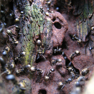 Ants work outside of their colony (Schristia, Creative Commons via Flickr)