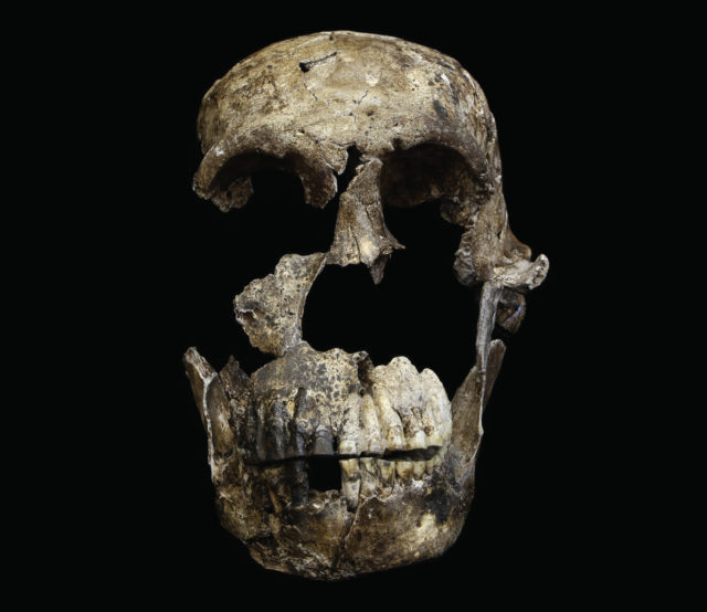 “Neo” skull of Homo naledi from the Lesedi Chamber of the Rising Star cave system in South Africa. The skull has been painstakingly reconstructed, providing a much more complete portrait of the early hominin. (John Hawks CC-BY)