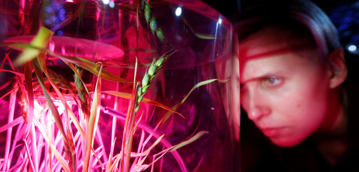 A visitor to the Mission Mars exhibition presented by Russia’s Newton Park Interactive Museum of Science together with the children's techno-park Quantorium looks at ears of wheat grown without soil, by the hydroponic method without soil on 10/26/17. (Reuters)