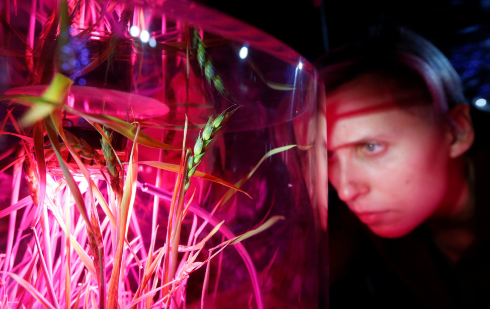 A visitor to the Mission Mars exhibition presented by Russia’s Newton Park Interactive Museum of Science together with the children's techno-park Quantorium looks at ears of wheat grown without soil, by the hydroponic method without soil on 10/26/17. (Reuters)