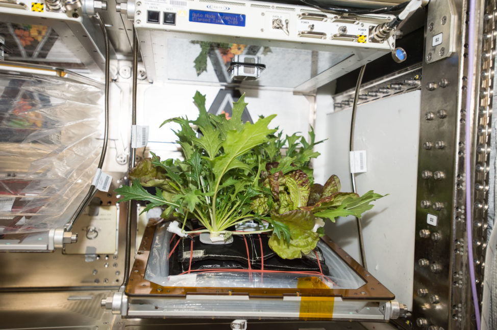 On 10/27/17, astronauts onboard the International Space Station harvested and later feasted on three varieties of leafy greens from their Veggie growth chamber. Growing vegetables in space is part of a series of experiments in the development of bioregenerative food production systems for not only the space station but also long-duration exploration missions. (NASA)