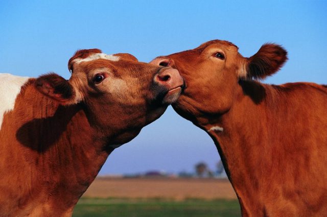 Nuzzling Cows. (Mercy For Animals MFA via Flickr/Creative Commons 2.0)