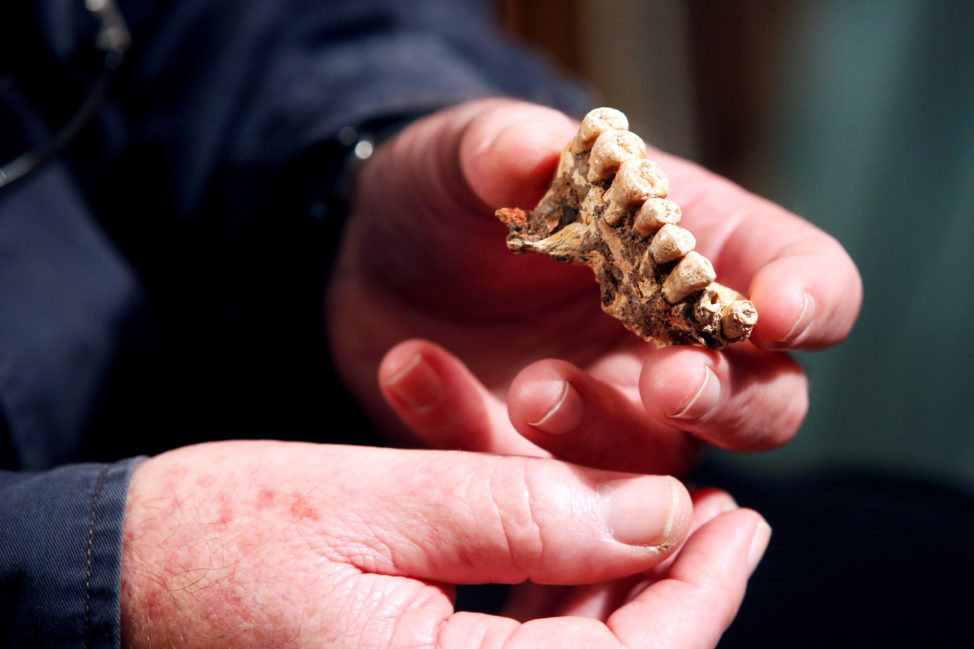 Professor Israel Hershkovitz, from Tel Aviv University, holds a partial jaw bone containing seven teeth, which was unearthed in a cave in Israel. The fossils are part of a collection that scientists are calling the oldest-known Homo sapiens remains outside Africa. The photo was taken on January 28, 2018. (Reuters)