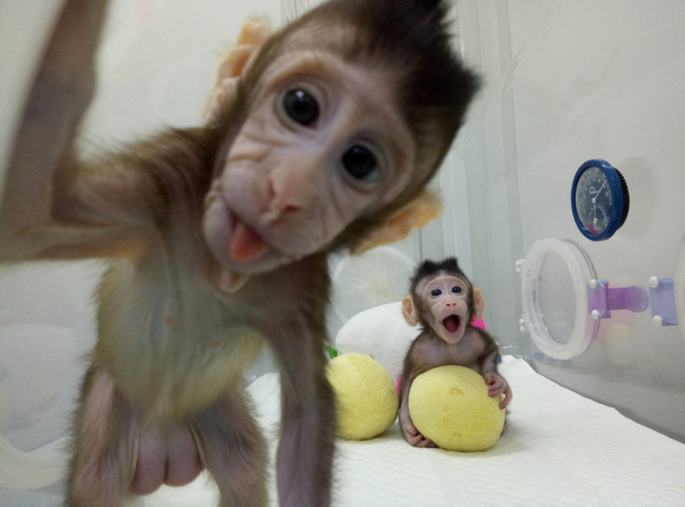 This is Zhong Zhong and Hua Hua; two monkeys recently cloned in Shanghai, China. This photo of the cloned monkeys was provided by the Chinese Academy of Sciences and released by China Daily on January 20, 2018. (Reuters)