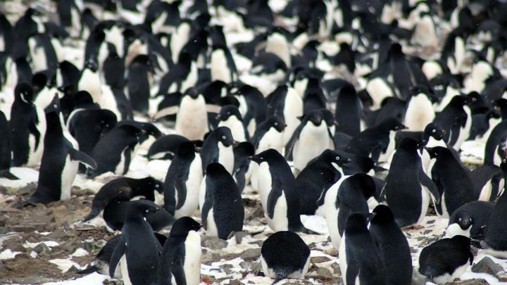 The researchers found that the Danger Islands have 751,527 pairs of Adélie penguins--more than the rest of the entire Antarctic Peninsula region combined. (Michael Polito, ©Louisiana State University)