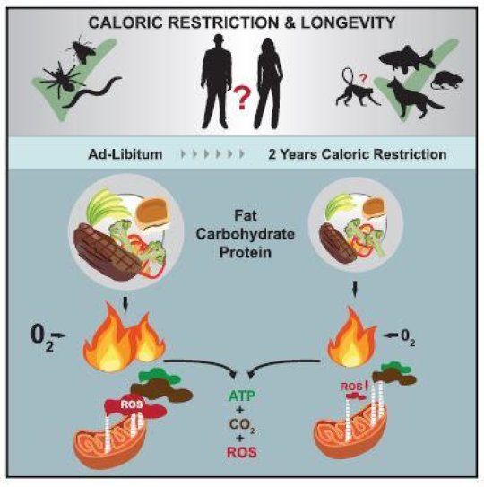 This graphic shows the effects of a 2-year calorie restriction or CR trial in healthy, non-obese humans. The trial provided evidence that prolonged CR enhances resting energy efficiency, resulting in decreased oxidative damage to tissues and organs. (Redman et al./Cell Metabolism)