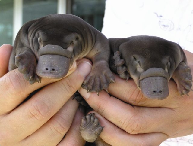 Baby platypus (NSW/DPI, Creative Commons Attribution-NonCommercial-ShareAlike 2.0 Generic via Flickr)