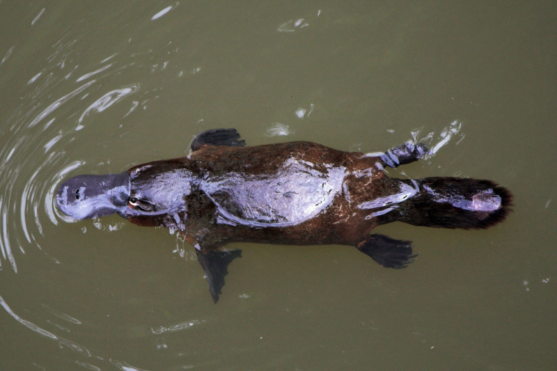 Platypus, at Eungella National Park, Queensland, Australia (Christine Ferdinand, Creative Commons 4.0 via Wikimedia)