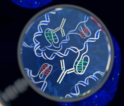 This is an artist's impression of the i-motif DNA structure inside cells, along with the antibody-based tool used to detect it. (Chris Hammang)