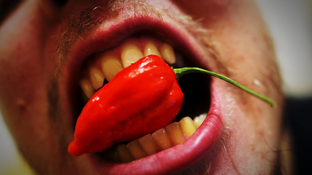 A mouthful of pain... a man taking a bite of the Bhut jolokia or 'ghost pepper' one of the hottest chili peppers in the world. It has a Scoville rating of around 1,041,427 Scoville Heat Units. (Lauri Rantala, Creative Commons Attribution 2.0 Generic via Flickr)