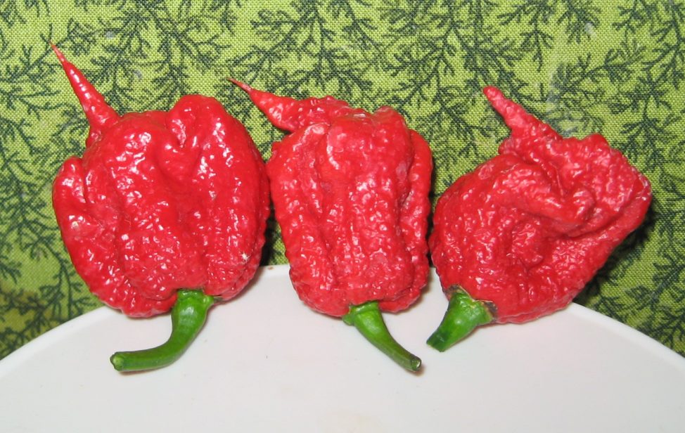 Carolina Reaper pepper pods harvested in November, 2013 in West Valley City, Utah. (Dale Thurber, Creative Commons Attribution-Share Alike 3.0 Unported via Wikimedia Commons)