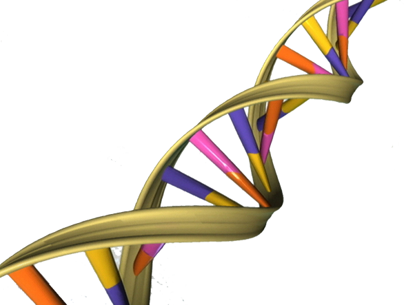 DNA double helix (National Human Genome Research Institute/National Institutes of Health)