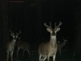 A herd of deer at night (lovecatz via Creative Commons Attribution-ShareAlike 2.0 Generic and Flickr)