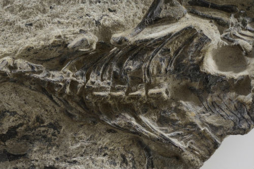 The restudy of Megachirella wachtleri fossil allowed the authors to re-write the history of all fossil and living lizards and snakes (MUSE - Science Museum, Trento, Italy)