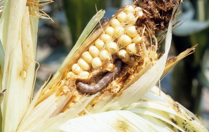 Fall armyworm larvae have caused an estimated $2.5 billion to $6.2 billion in damage annually to maize in sub-Saharan Africa since the pest arrived there in 2016. (John C. French Sr., Retired, Universities:Auburn, GA, Clemson and U of MO, Bugwood.org)